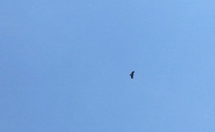 Spizaetus tyrannus