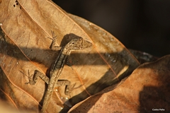 Anolis wellbornae