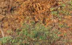 Chloris ambigua