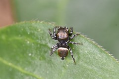 Heliophanus tribulosus