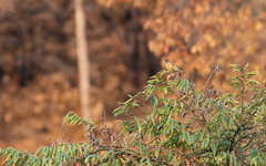 Chloris ambigua