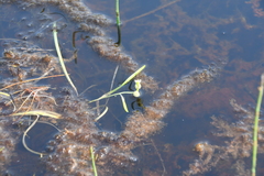 Sparganium hyperboreum