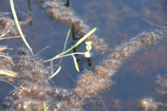 Sparganium hyperboreum