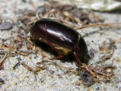 Phyllophaga drakii