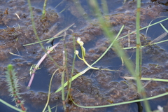 Sparganium hyperboreum