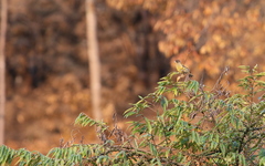 Chloris ambigua