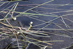 Sparganium hyperboreum