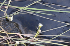 Sparganium hyperboreum
