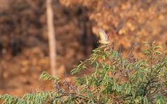 Chloris ambigua