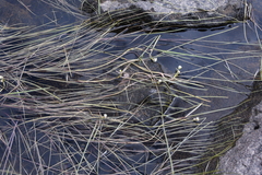 Sparganium hyperboreum