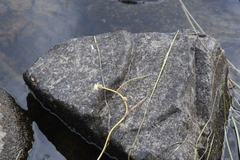 Sparganium hyperboreum