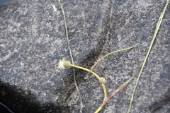 Sparganium hyperboreum