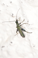 Oedemera nobilis