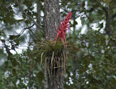 Tillandsia borealis