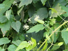 Clematis vitalba