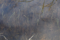 Sparganium hyperboreum