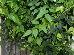 Clematis vitalba