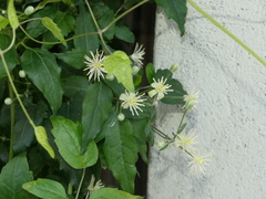 Clematis vitalba