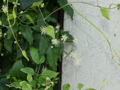 Clematis vitalba