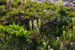 Castilleja parviflora albida