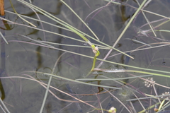 Sparganium hyperboreum