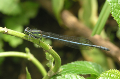 Pseudagrion spernatum