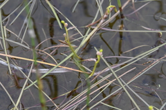 Sparganium hyperboreum