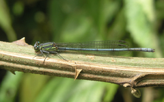 Pseudagrion spernatum