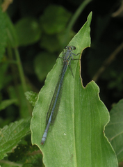 Pseudagrion spernatum
