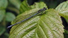 Pseudagrion spernatum