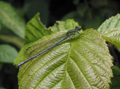 Pseudagrion spernatum