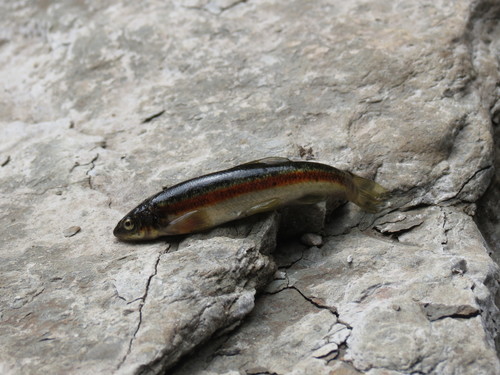Rhinichthys obtusus