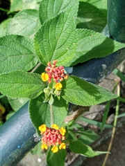 Lantana camara image