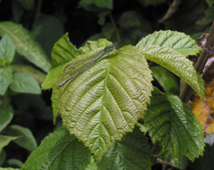 Pseudagrion spernatum