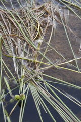 Sparganium hyperboreum