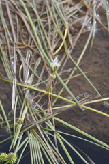 Sparganium hyperboreum