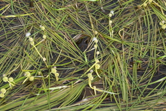 Sparganium hyperboreum