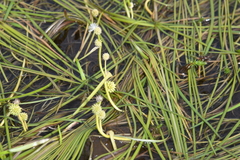 Sparganium hyperboreum