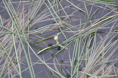 Sparganium hyperboreum