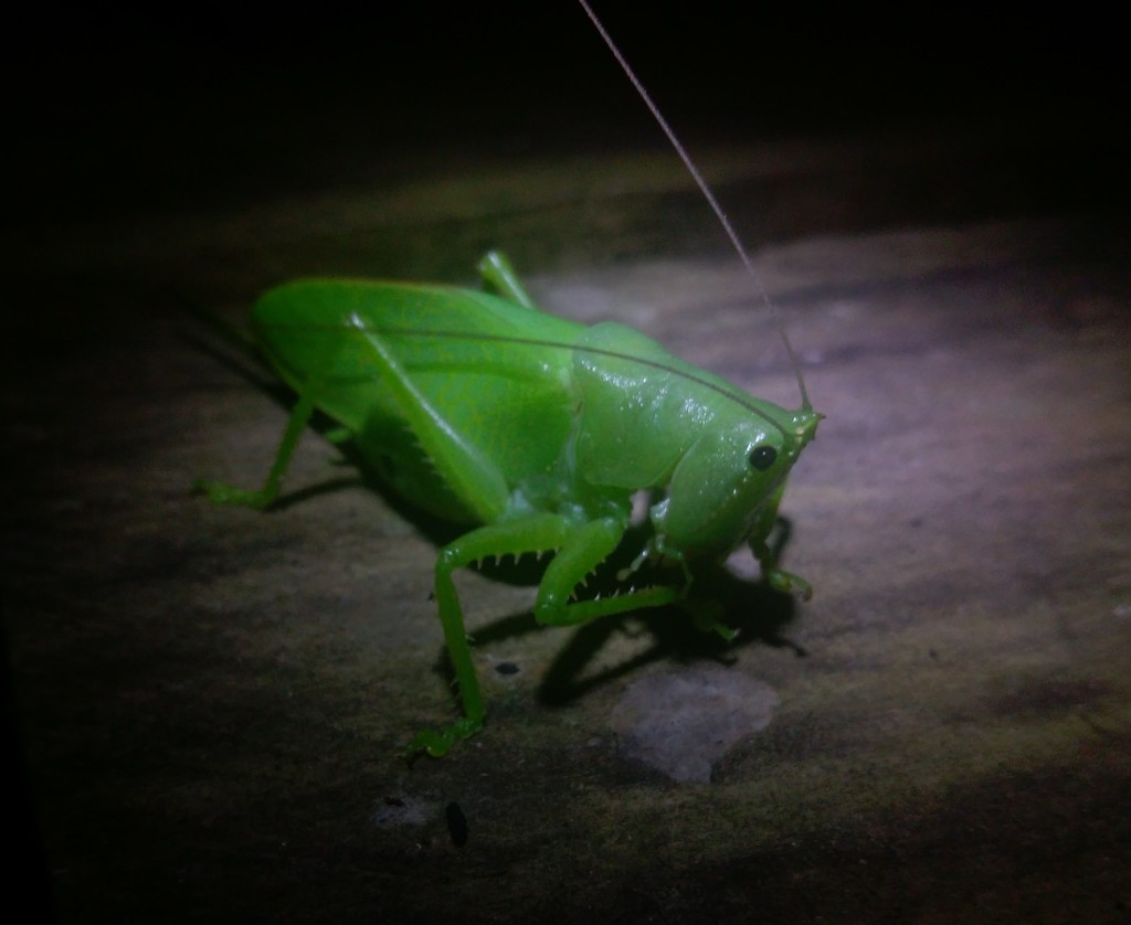 Copiphora coronata