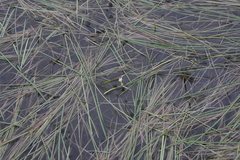 Sparganium hyperboreum