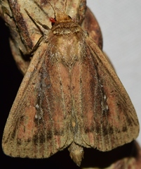 Lenisa geminipuncta