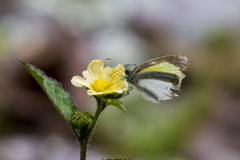 Eurema daira eugenia