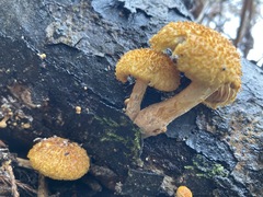 Gymnopilus fulvosquamulosus