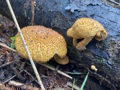 Gymnopilus fulvosquamulosus