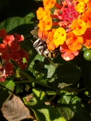 Copestylum fornax