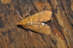 Crambidae
