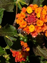 Copestylum fornax