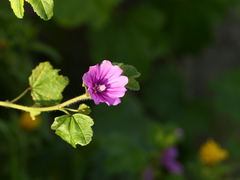 Malva sylvestris