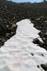 Chlamydomonas nivalis